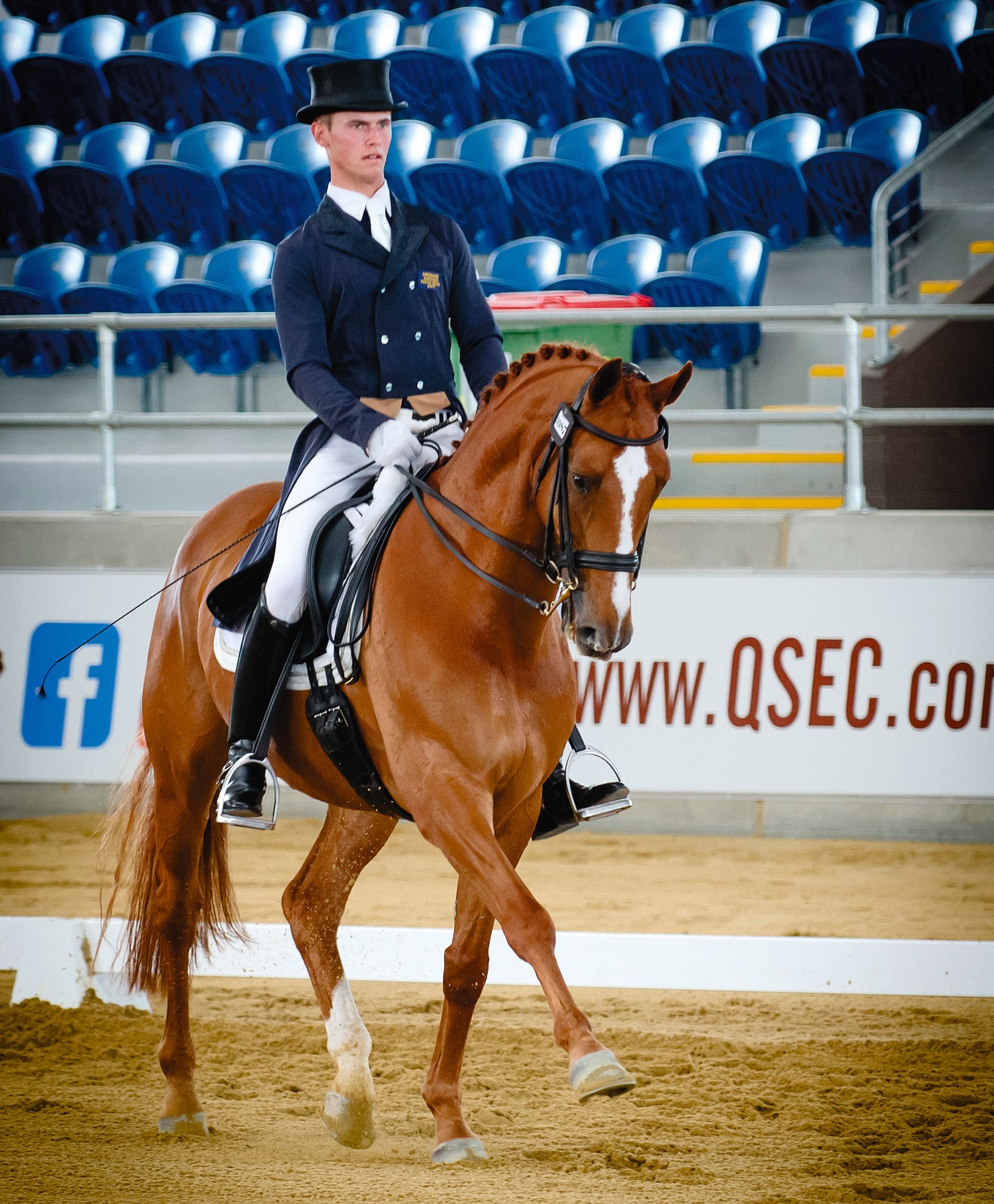 Hanoverian Warmblood